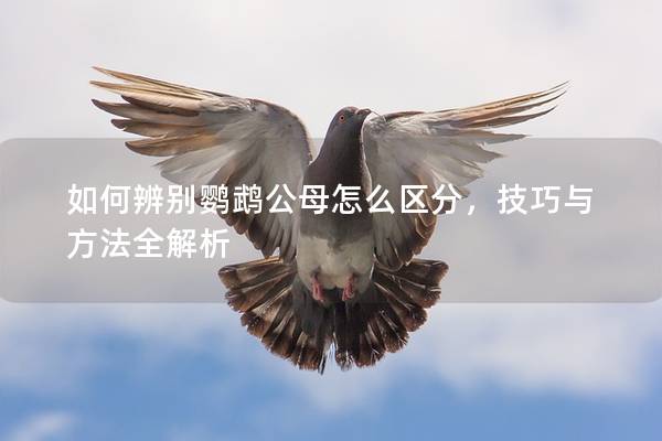 如何辨别鹦鹉公母怎么区分，技巧与方法全解析