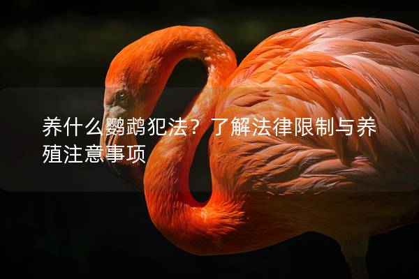 养什么鹦鹉犯法？了解法律限制与养殖注意事项