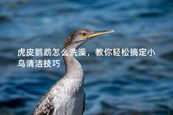 虎皮鹦鹉怎么洗澡，教你轻松搞定小鸟清洁技巧