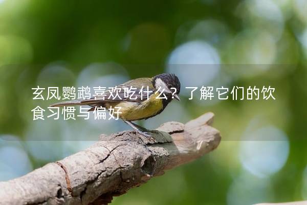 玄凤鹦鹉喜欢吃什么？了解它们的饮食习惯与偏好
