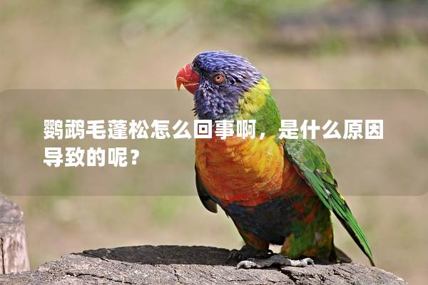 鹦鹉毛蓬松怎么回事啊，是什么原因导致的呢？