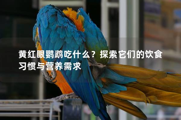 黄红眼鹦鹉吃什么？探索它们的饮食习惯与营养需求