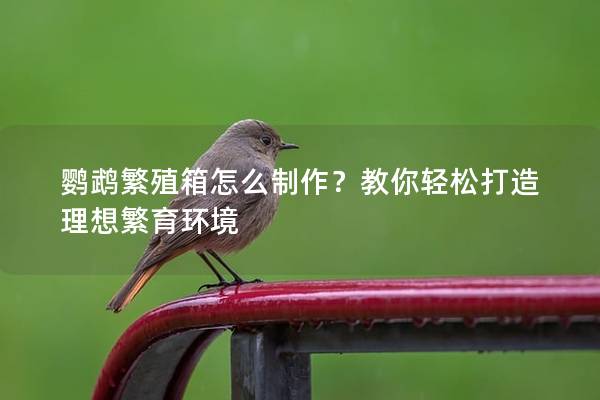 鹦鹉繁殖箱怎么制作？教你轻松打造理想繁育环境
