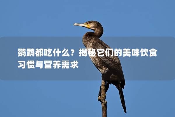 鹦鹉都吃什么？揭秘它们的美味饮食习惯与营养需求