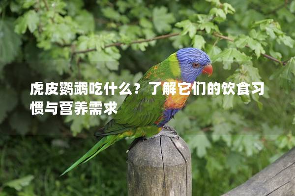 虎皮鹦鹉吃什么？了解它们的饮食习惯与营养需求