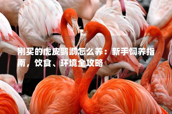 刚买的虎皮鹦鹉怎么养：新手饲养指南，饮食、环境全攻略