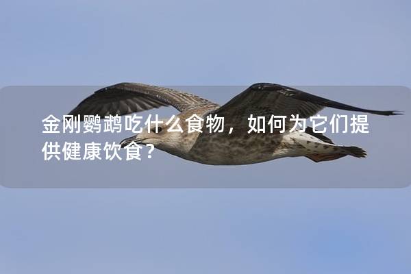 金刚鹦鹉吃什么食物，如何为它们提供健康饮食？
