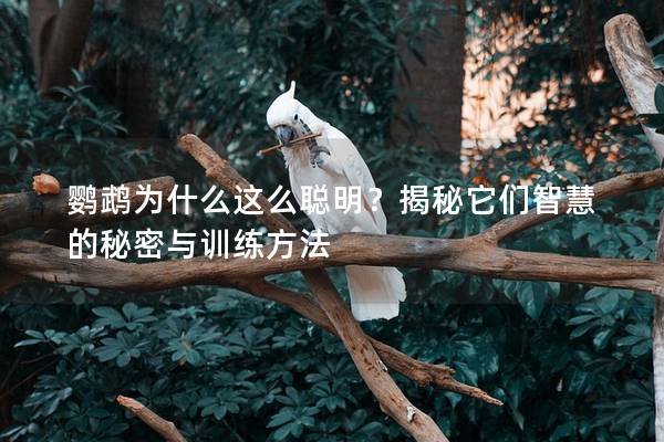 鹦鹉为什么这么聪明？揭秘它们智慧的秘密与训练方法