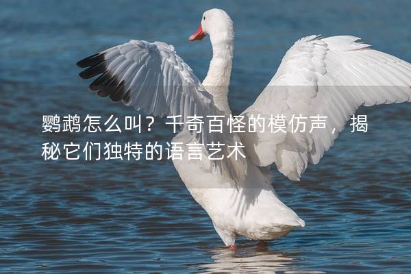 鹦鹉怎么叫？千奇百怪的模仿声，揭秘它们独特的语言艺术