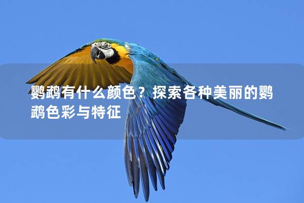 鹦鹉有什么颜色？探索各种美丽的鹦鹉色彩与特征