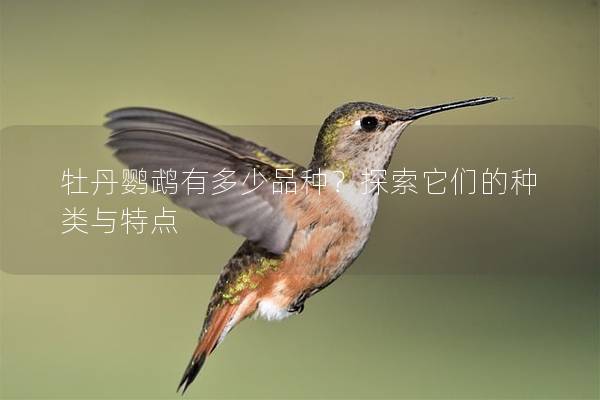 牡丹鹦鹉有多少品种？探索它们的种类与特点