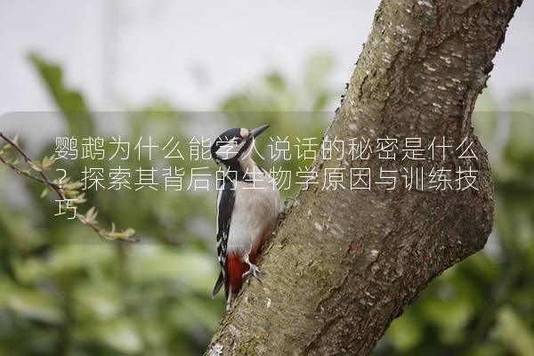 鹦鹉为什么能学人说话的秘密是什么？探索其背后的生物学原因与训练技巧