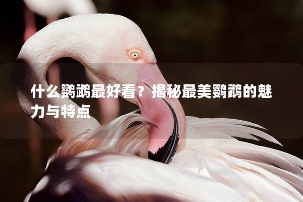 什么鹦鹉最好看？揭秘最美鹦鹉的魅力与特点