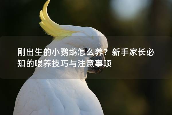 刚出生的小鹦鹉怎么养？新手家长必知的喂养技巧与注意事项