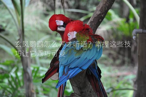 玄凤鹦鹉怎么养才听话？掌握这些技巧让它乖巧可爱