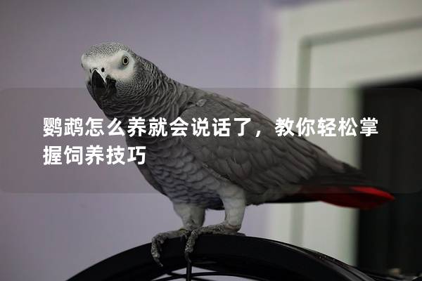鹦鹉怎么养就会说话了，教你轻松掌握饲养技巧