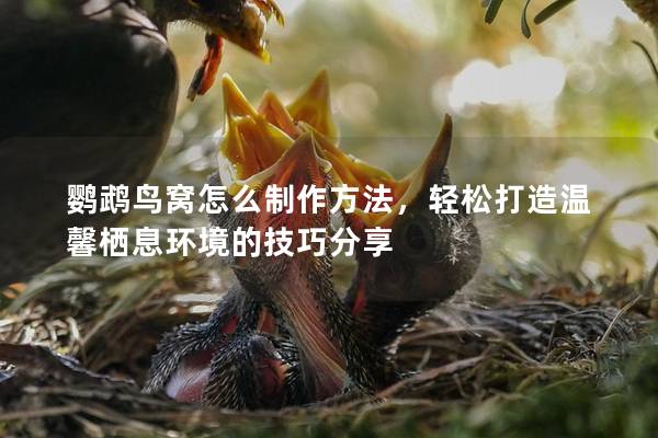 鹦鹉鸟窝怎么制作方法，轻松打造温馨栖息环境的技巧分享