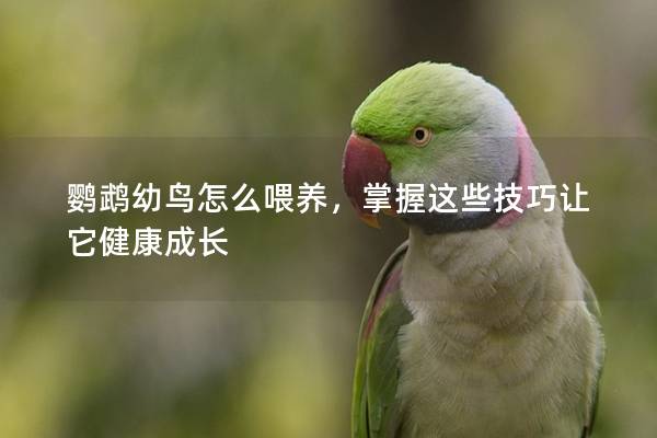 鹦鹉幼鸟怎么喂养，掌握这些技巧让它健康成长