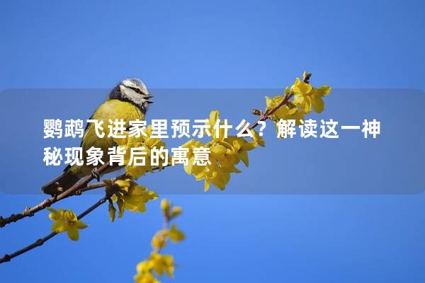 鹦鹉飞进家里预示什么？解读这一神秘现象背后的寓意