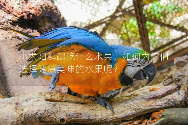 小太阳鹦鹉吃什么水果，如何为它们选择健康美味的水果呢？