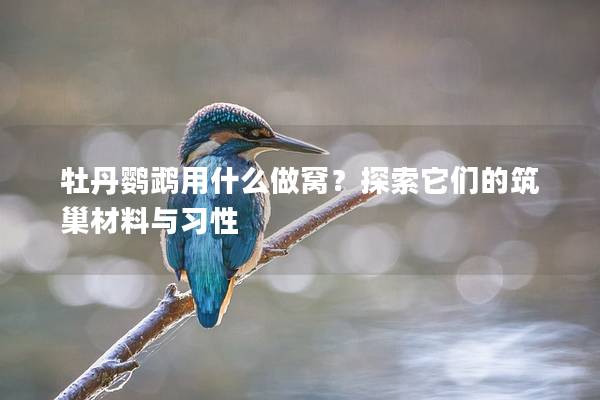 牡丹鹦鹉用什么做窝？探索它们的筑巢材料与习性
