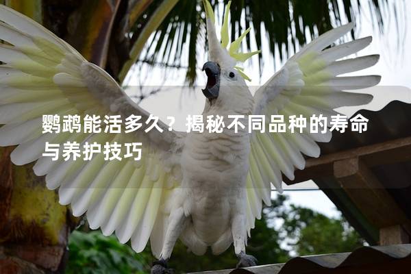 鹦鹉能活多久？揭秘不同品种的寿命与养护技巧