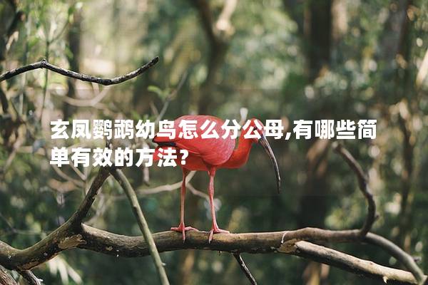 玄凤鹦鹉幼鸟怎么分公母,有哪些简单有效的方法？