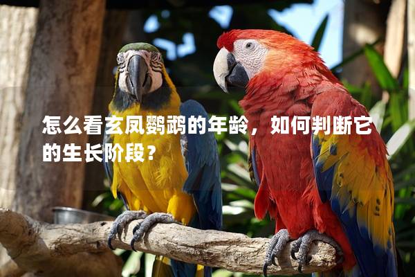 怎么看玄凤鹦鹉的年龄，如何判断它的生长阶段？