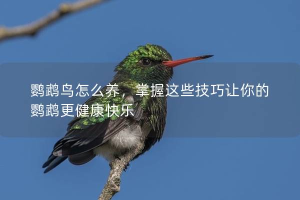 鹦鹉鸟怎么养，掌握这些技巧让你的鹦鹉更健康快乐