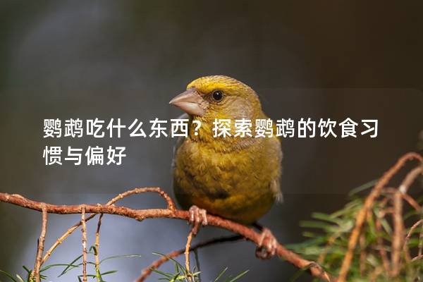 鹦鹉吃什么东西？探索鹦鹉的饮食习惯与偏好