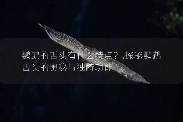 鹦鹉的舌头有什么特点？,探秘鹦鹉舌头的奥秘与独特功能