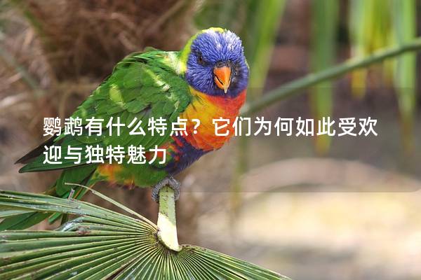鹦鹉有什么特点？它们为何如此受欢迎与独特魅力