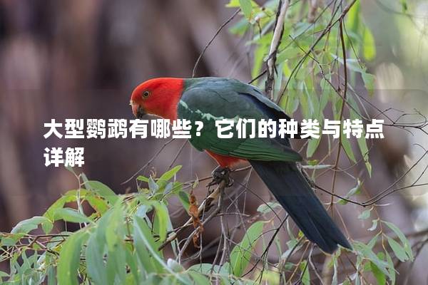 大型鹦鹉有哪些？它们的种类与特点详解