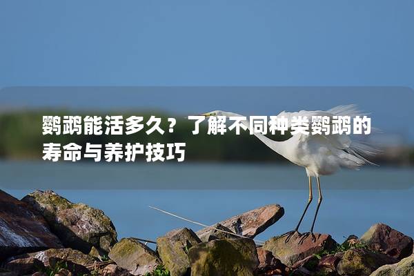 鹦鹉能活多久？了解不同种类鹦鹉的寿命与养护技巧