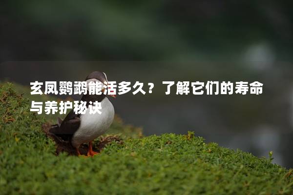 玄凤鹦鹉能活多久？了解它们的寿命与养护秘诀