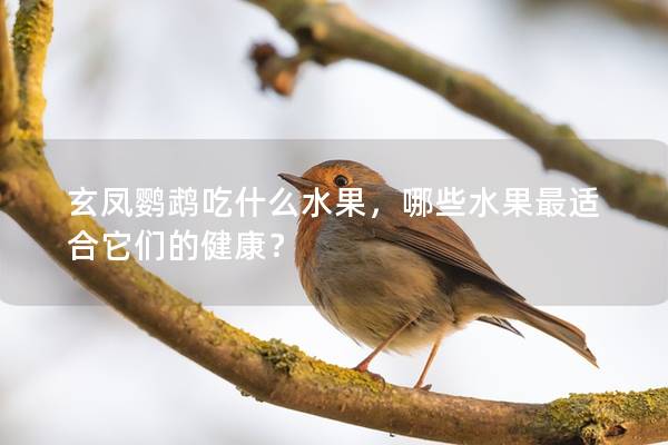 玄凤鹦鹉吃什么水果，哪些水果最适合它们的健康？