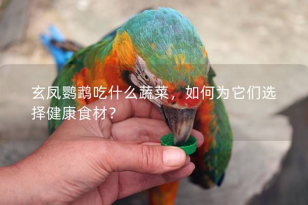 玄凤鹦鹉吃什么蔬菜，如何为它们选择健康食材？