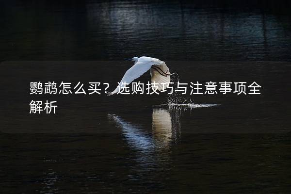 鹦鹉怎么买？选购技巧与注意事项全解析