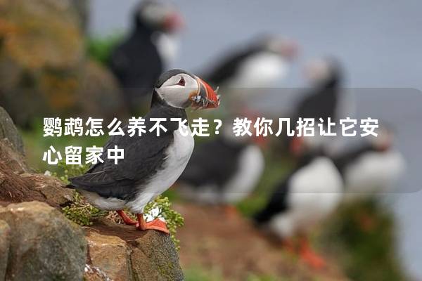 鹦鹉怎么养不飞走？教你几招让它安心留家中