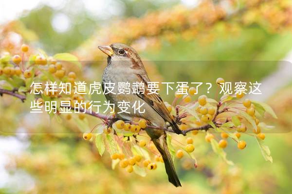 怎样知道虎皮鹦鹉要下蛋了？观察这些明显的行为变化