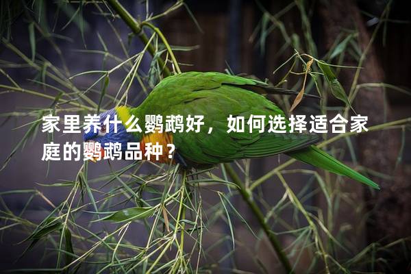 家里养什么鹦鹉好，如何选择适合家庭的鹦鹉品种？