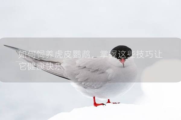 如何饲养虎皮鹦鹉，掌握这些技巧让它健康快乐