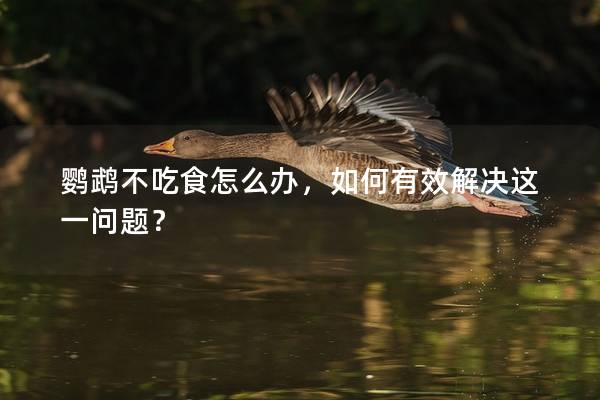 鹦鹉不吃食怎么办，如何有效解决这一问题？