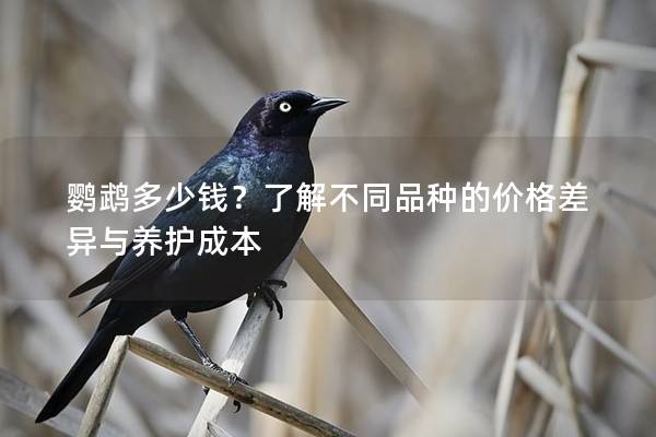 鹦鹉多少钱？了解不同品种的价格差异与养护成本