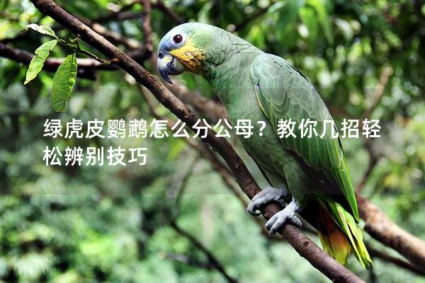 绿虎皮鹦鹉怎么分公母？教你几招轻松辨别技巧