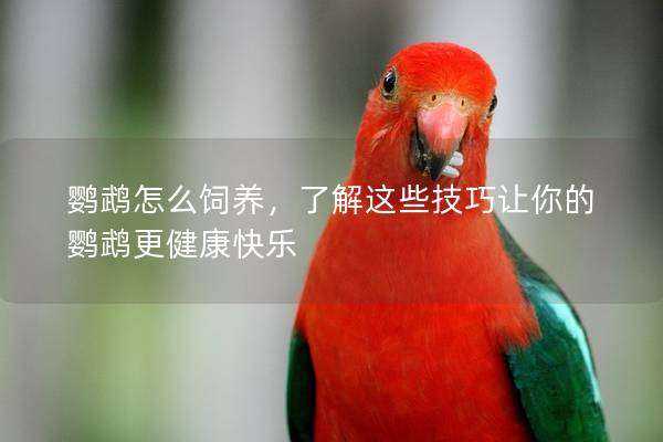 鹦鹉怎么饲养，了解这些技巧让你的鹦鹉更健康快乐