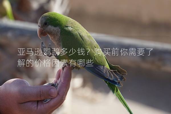 亚马逊鹦鹉多少钱？购买前你需要了解的价格因素有哪些