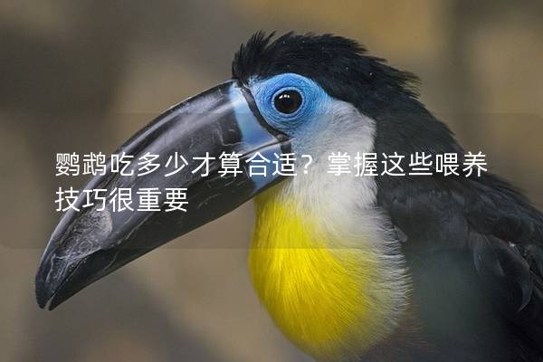 鹦鹉吃多少才算合适？掌握这些喂养技巧很重要