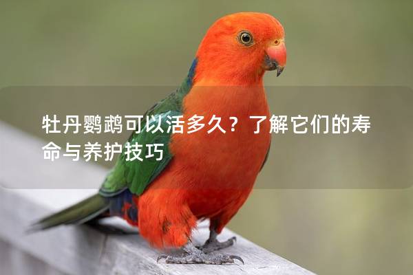 牡丹鹦鹉可以活多久？了解它们的寿命与养护技巧