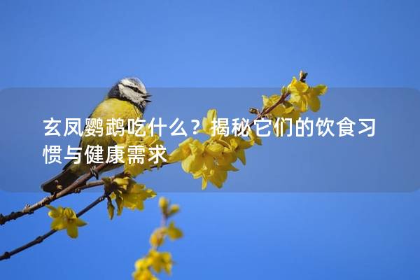 玄凤鹦鹉吃什么？揭秘它们的饮食习惯与健康需求